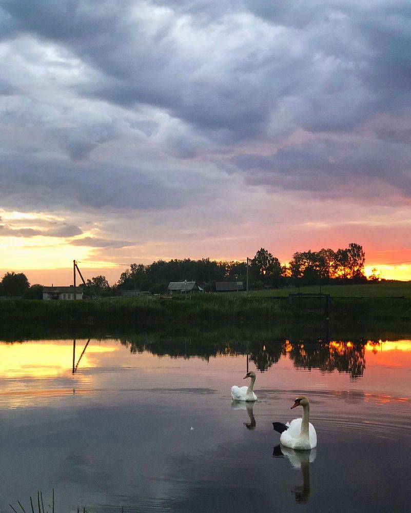 Лебеди на фоне закатного неба