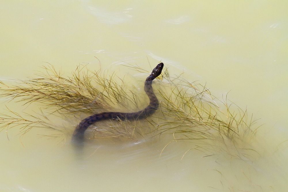 Фотография автора Александр Челмодеев