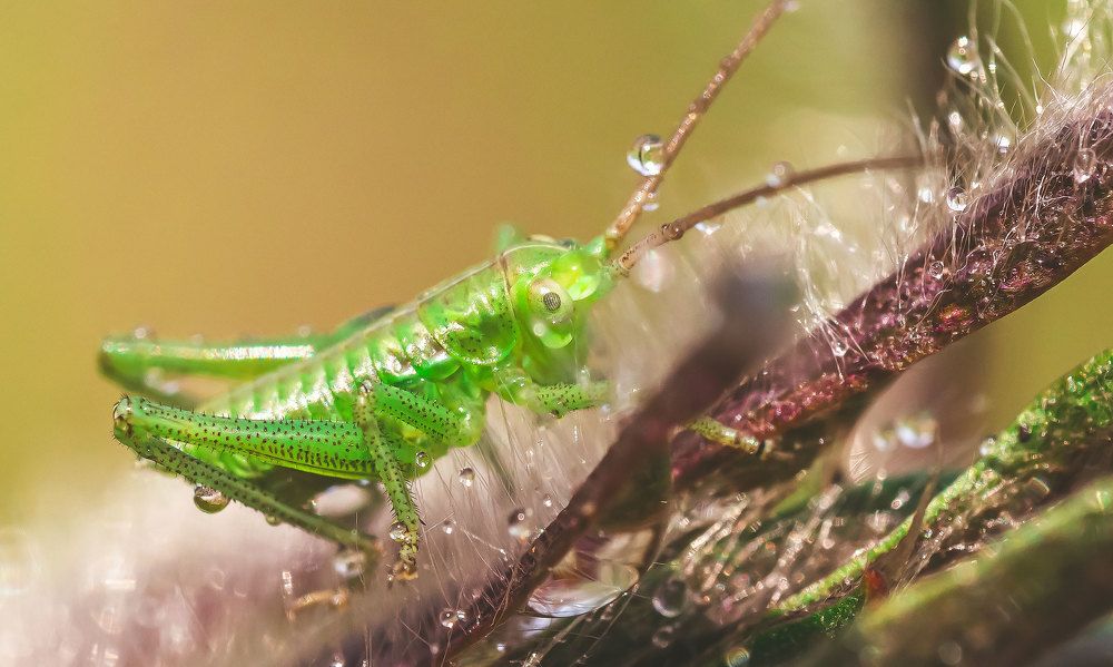 Photograph by Линк Ольга