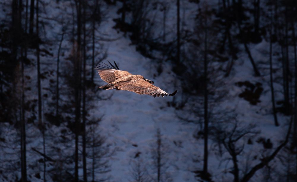 Photograph by Чинзе Монгуш