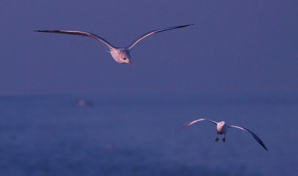 Photograph by Elena Khalizova