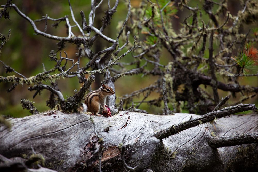 Photograph by Чинзе Монгуш