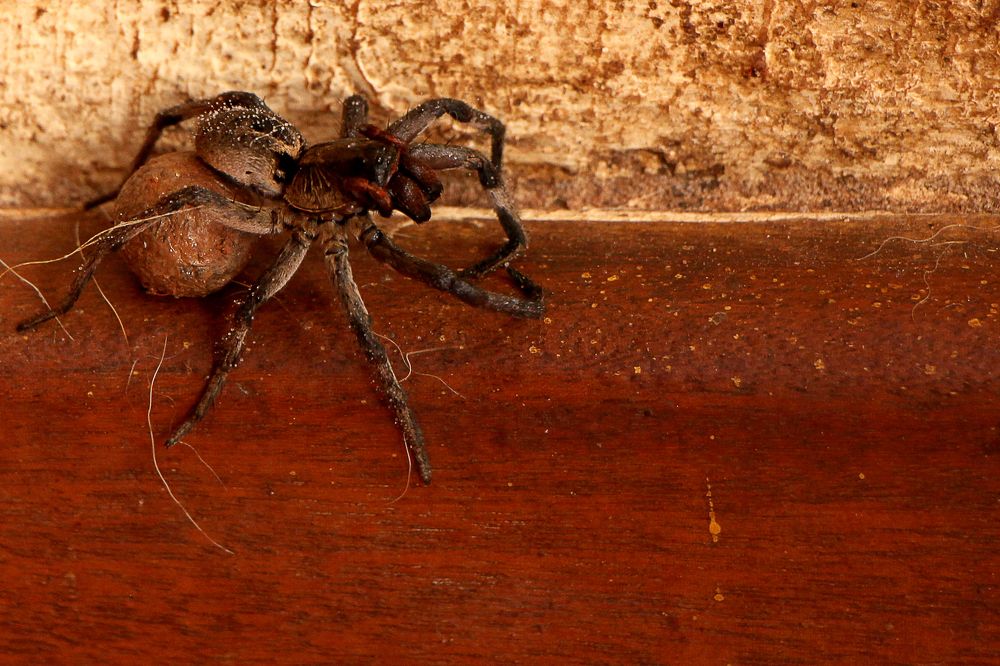 Photograph by Tatiana Barthem