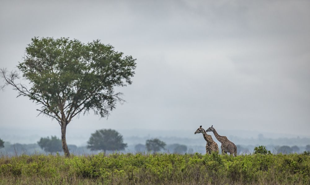 Фотография автора Patrick Hozza