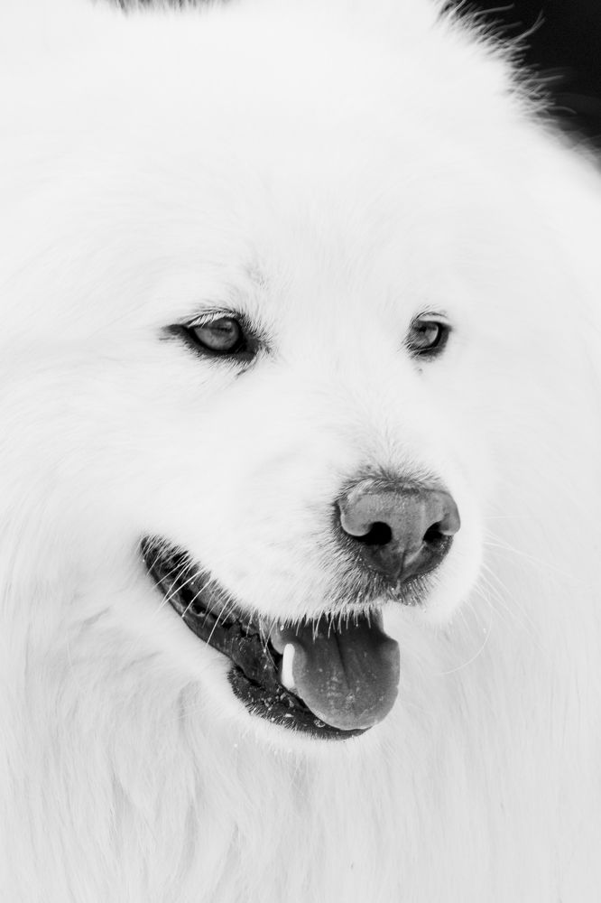 Photograph by Adrian Grigore