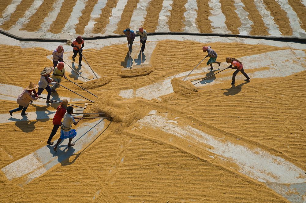 Paddy Drying Process