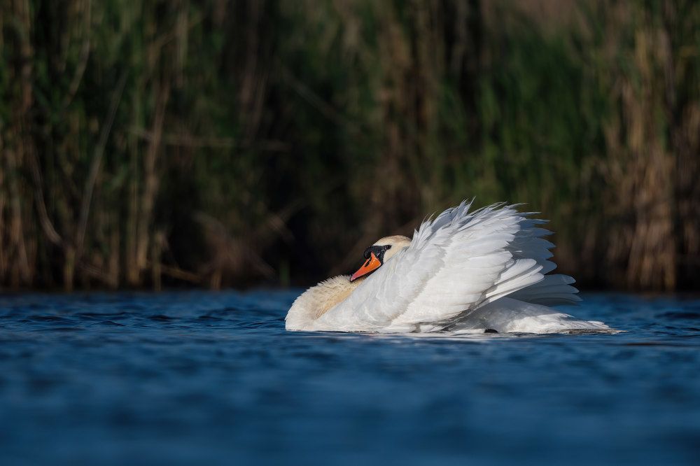 Photograph by Антон Мостовенко
