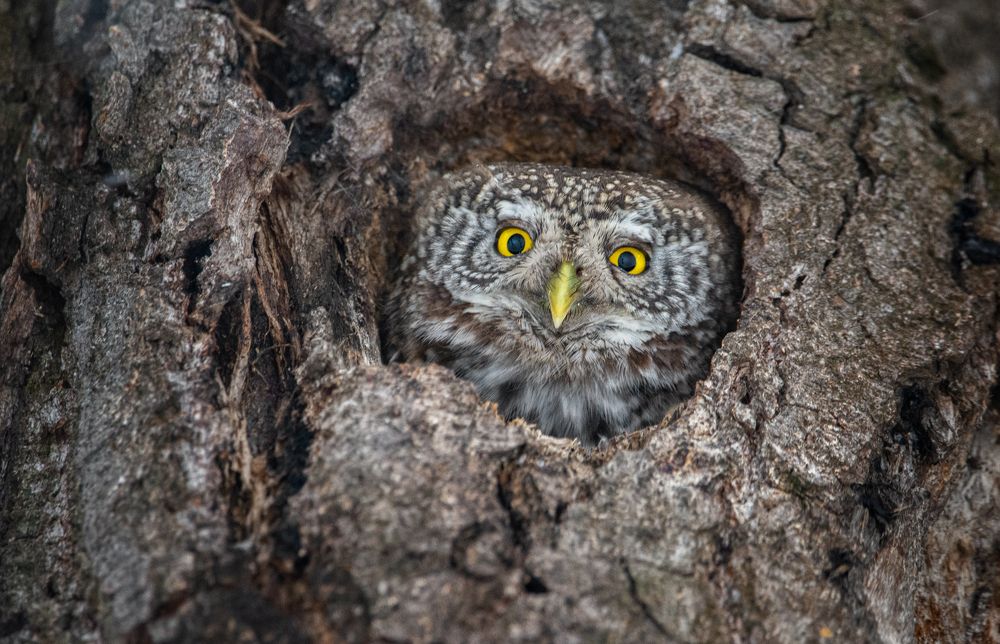 Фотография автора Татьяна Ливеровская