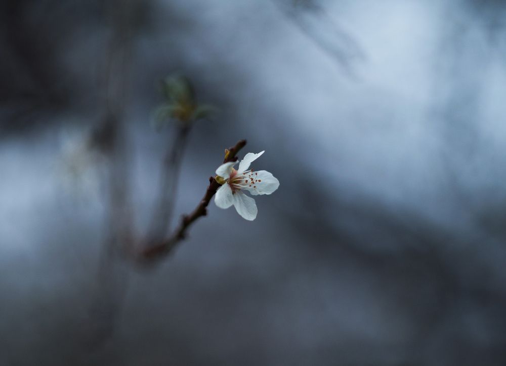 Photograph by Анатолий Щербак