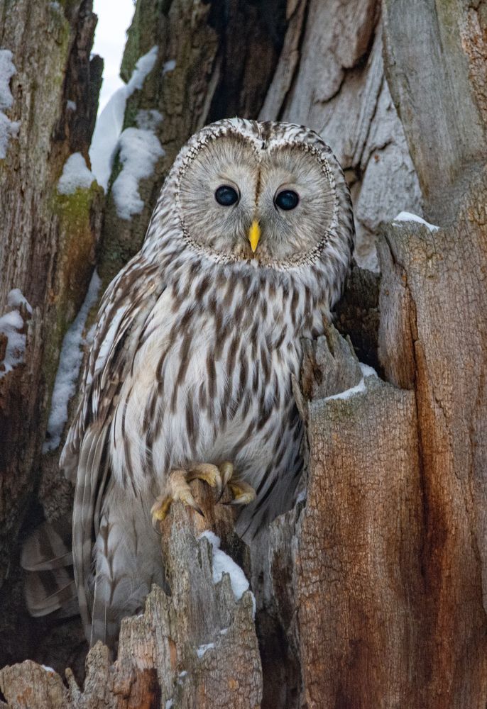 Фотография автора Татьяна Ливеровская