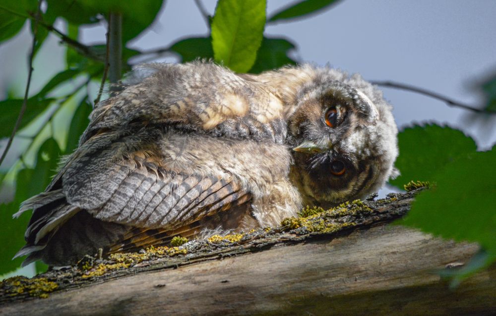 Фотография автора Татьяна Ливеровская