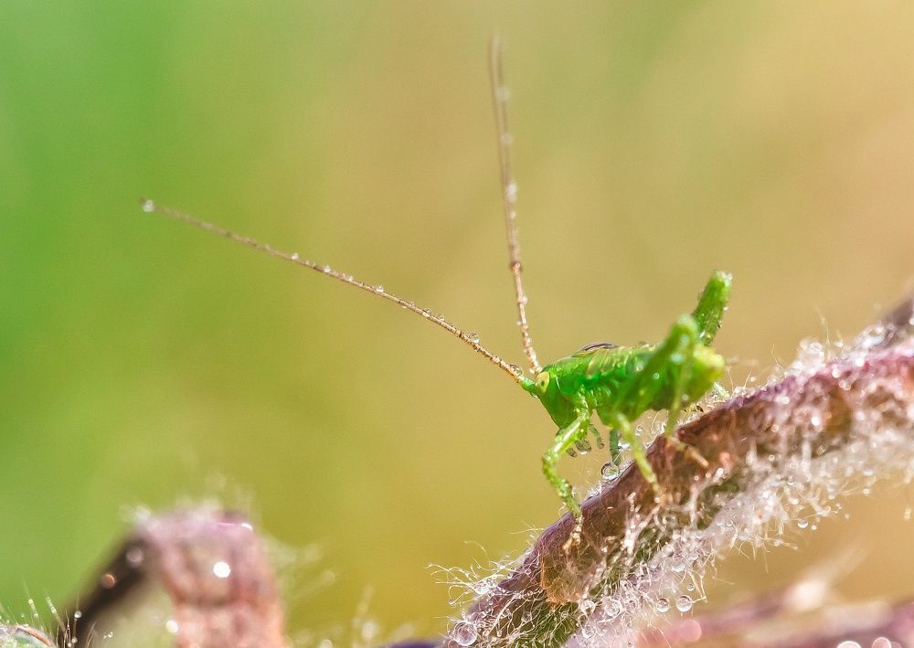 Photograph by Линк Ольга