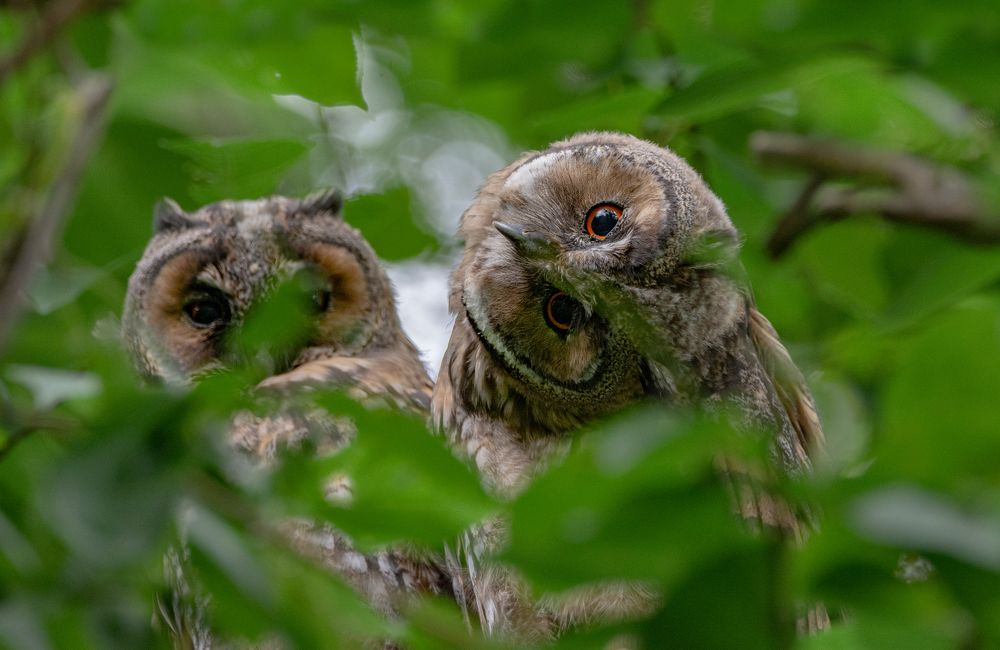 Фотография автора Татьяна Ливеровская