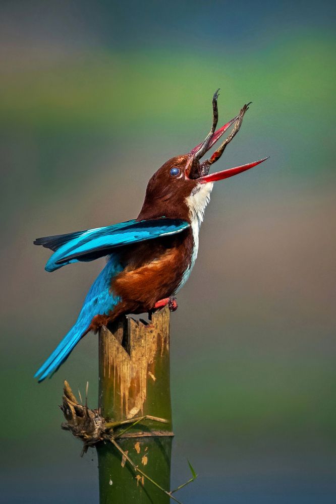 'AFTER THE LAST TOSS'