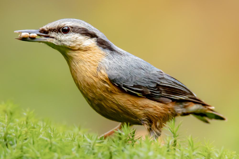 Photograph by Ellen Lichtenheldt