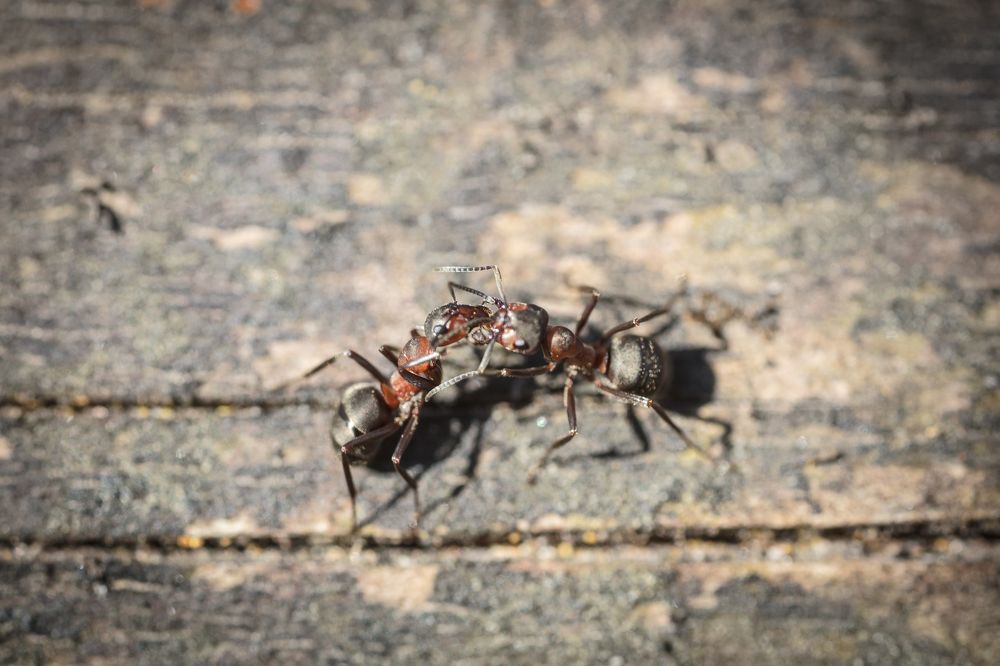 Photograph by Александр Тарханов