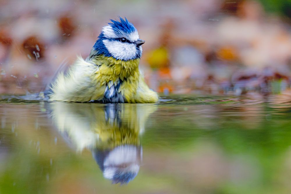Little blue tit having a bath