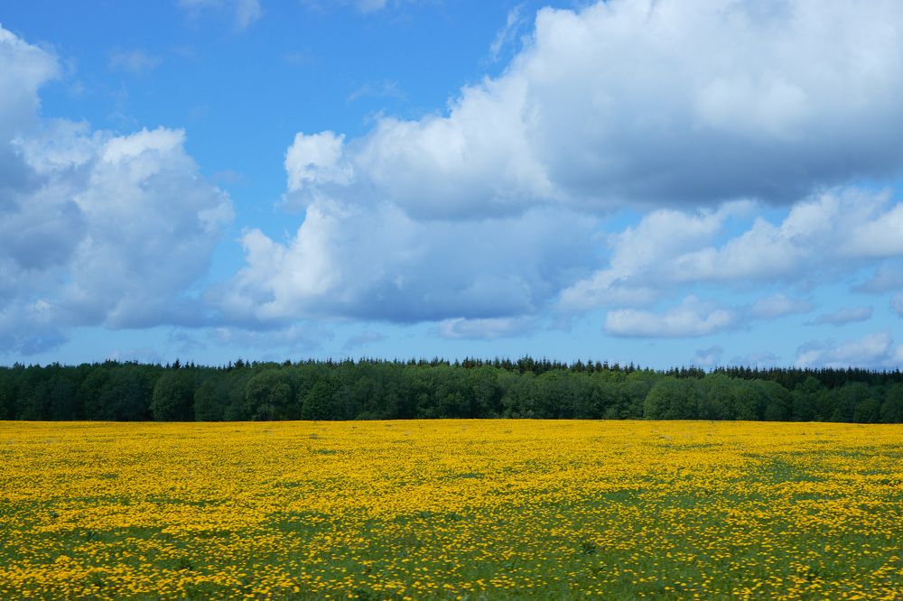 Фотография автора Александра Янчуковская