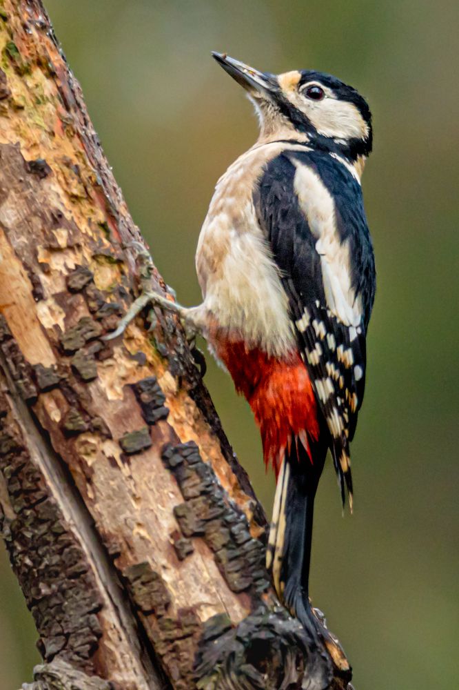 Great spotted woodpecker