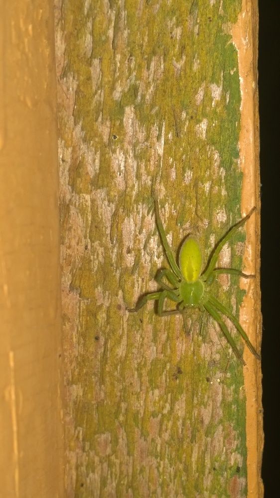 Паук появился