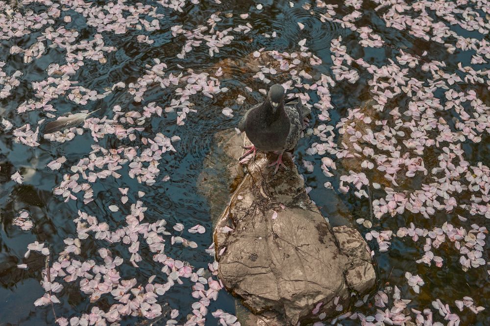 Фотография автора Александра Янчуковская