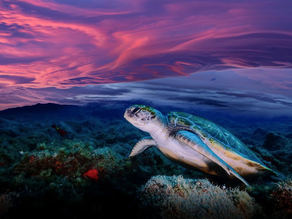 Фотография автора Francisco Sedano