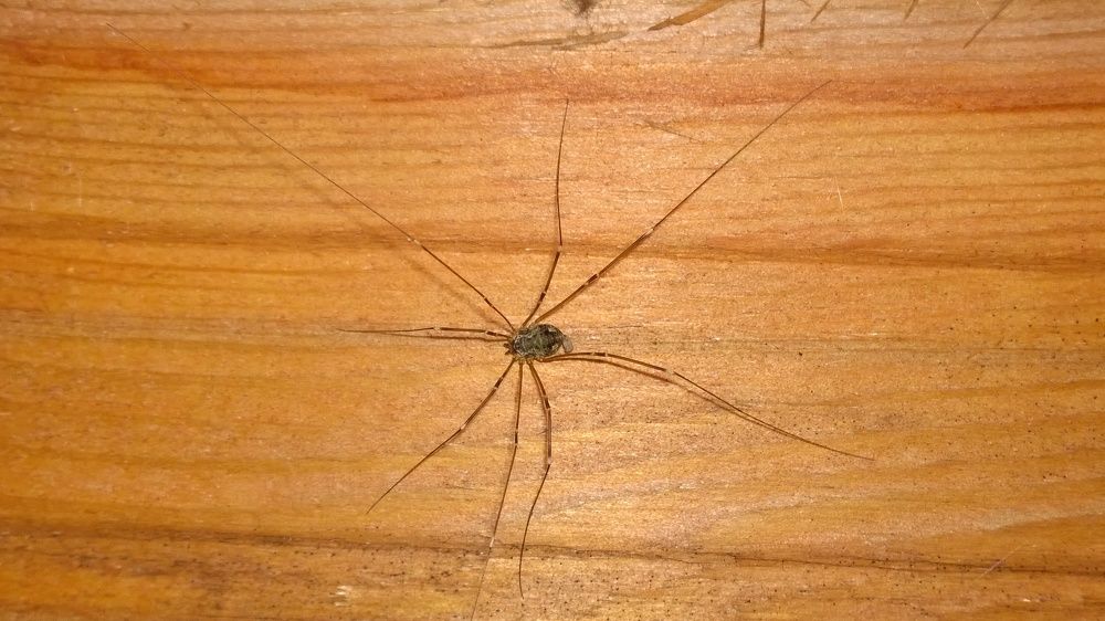 Паук - сенокосец