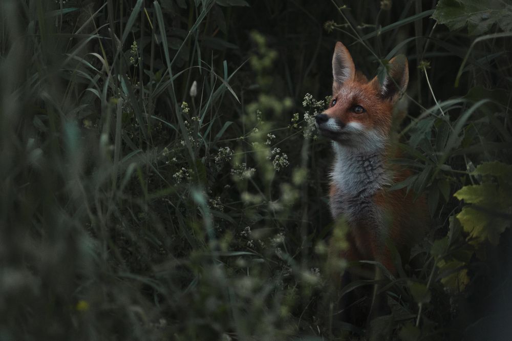 Photograph by Андрей Барабанов