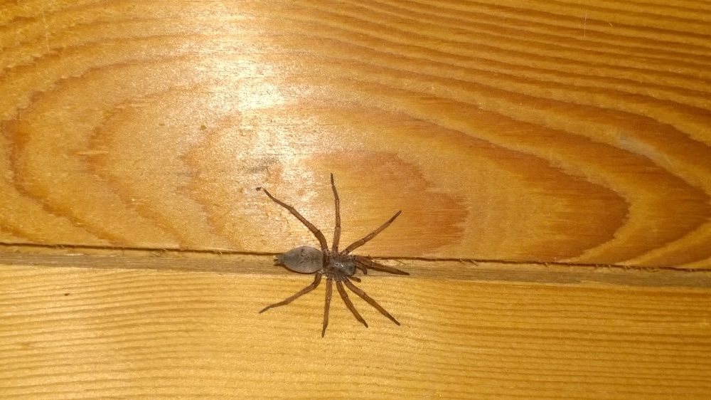 Паук ползет по стене