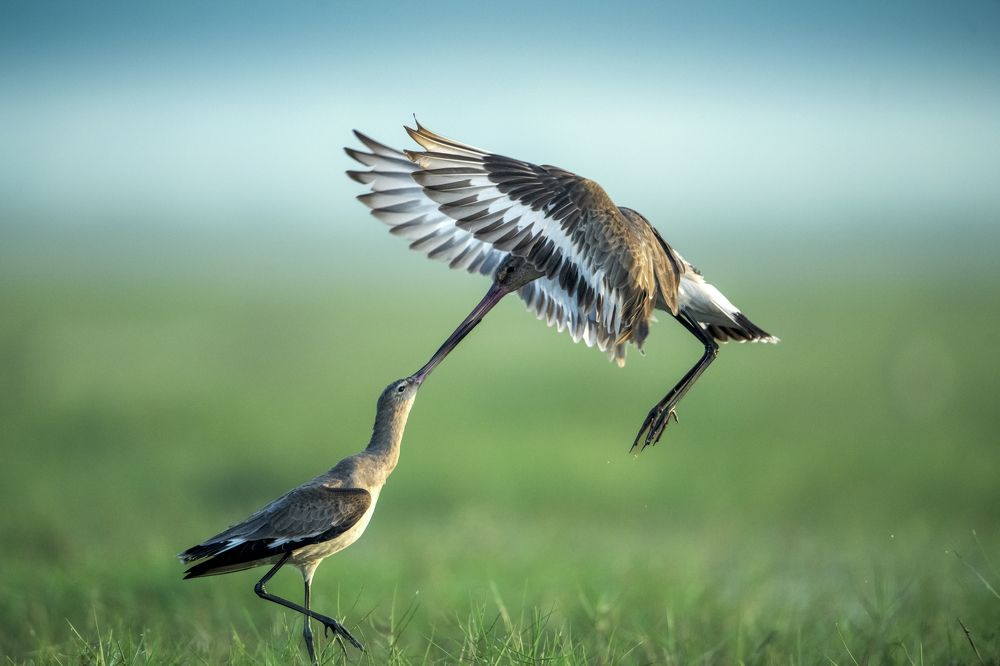 Photograph by Dilip Shah