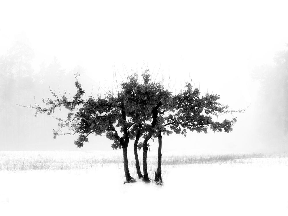 Фотография автора Тетяна Суліма