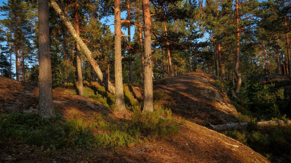 Фотография автора Boris Yakovlev