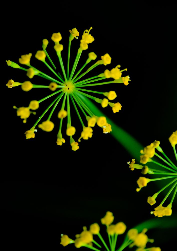 Фейерверк / Fireworks