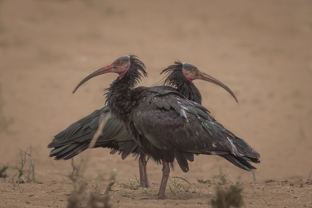 Photograph by Laila Bidah