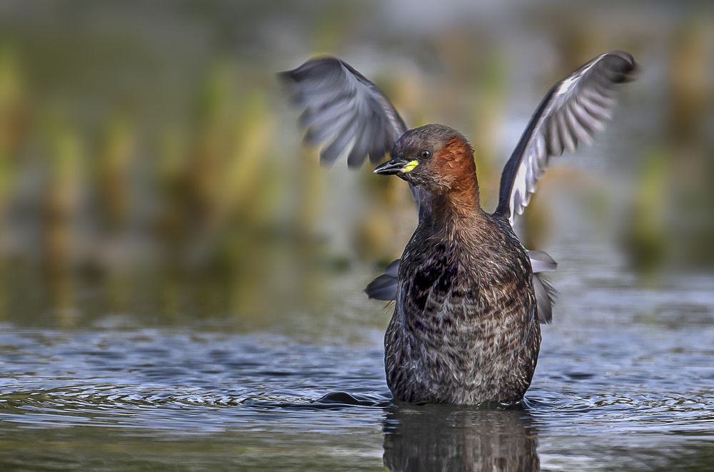 Photograph by Laila Bidah