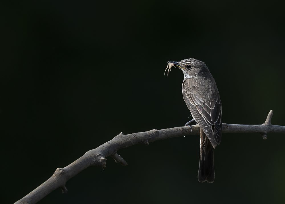 Photograph by Laila Bidah