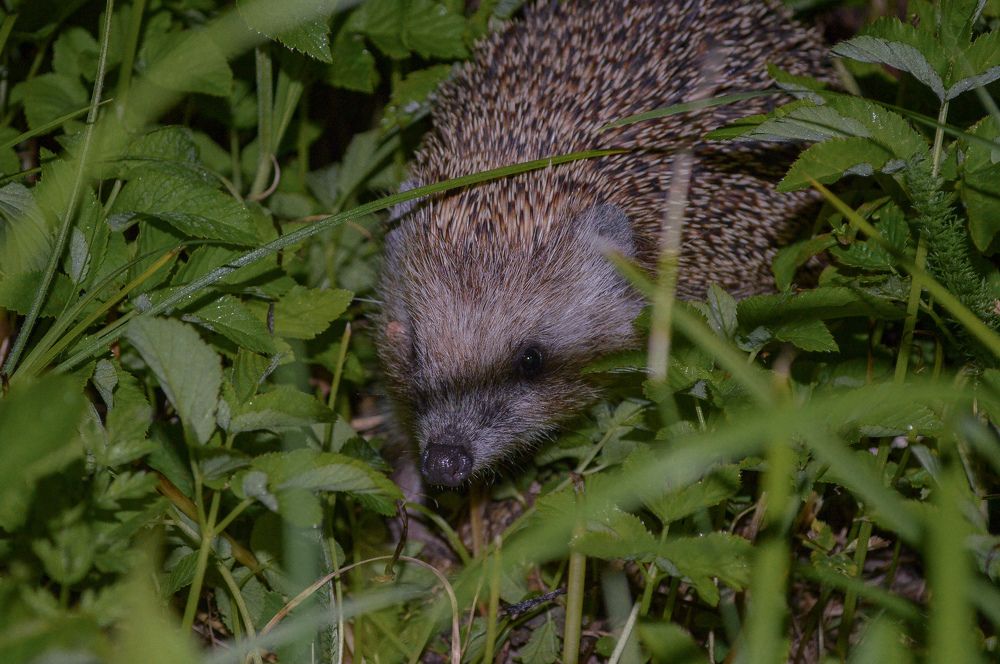 Маленький, но колючий.