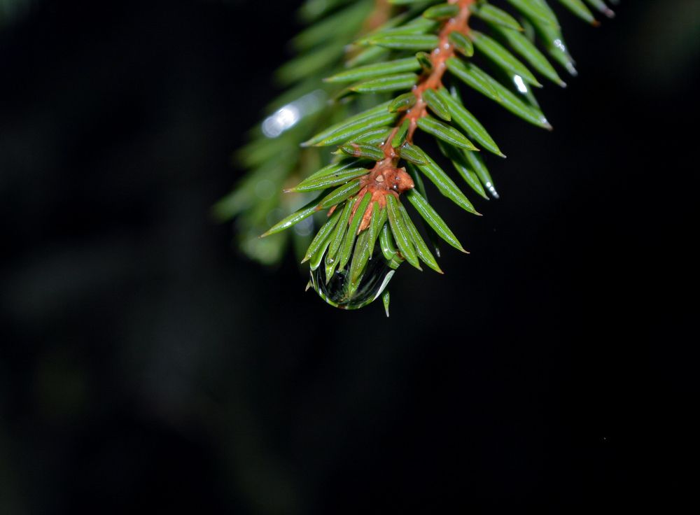 Мир в малом.