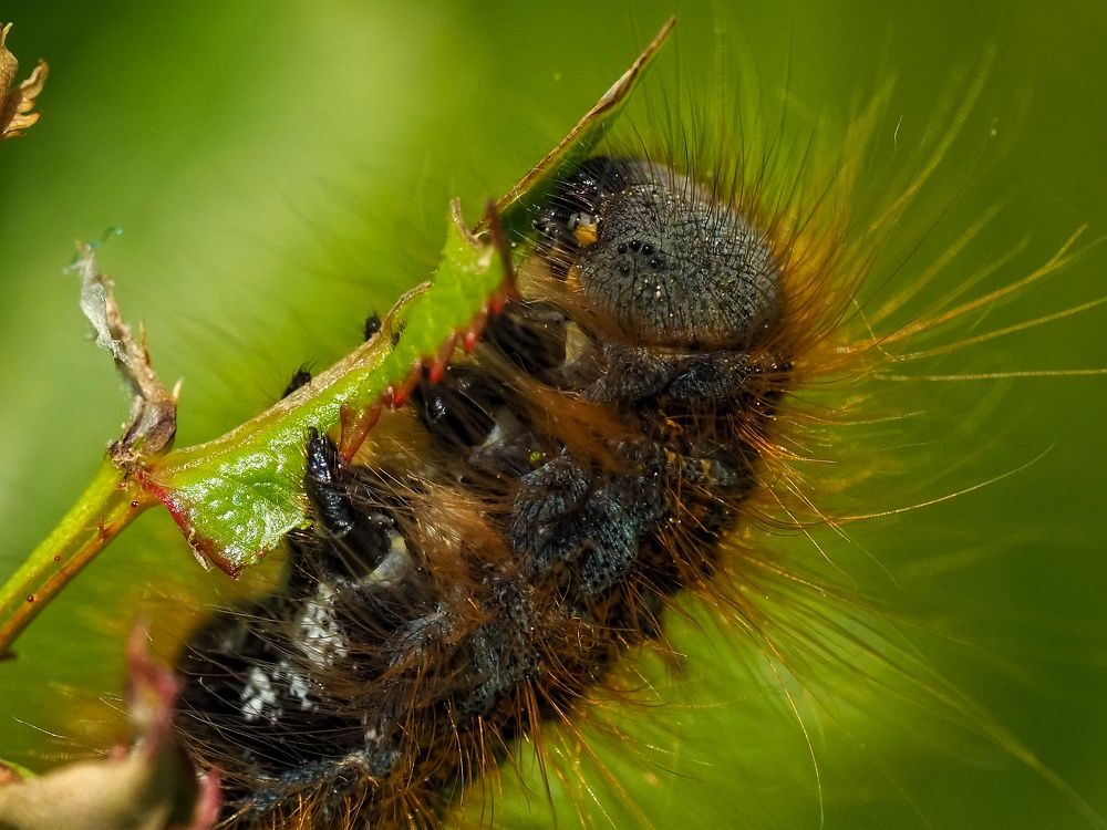 Photograph by Линк Ольга