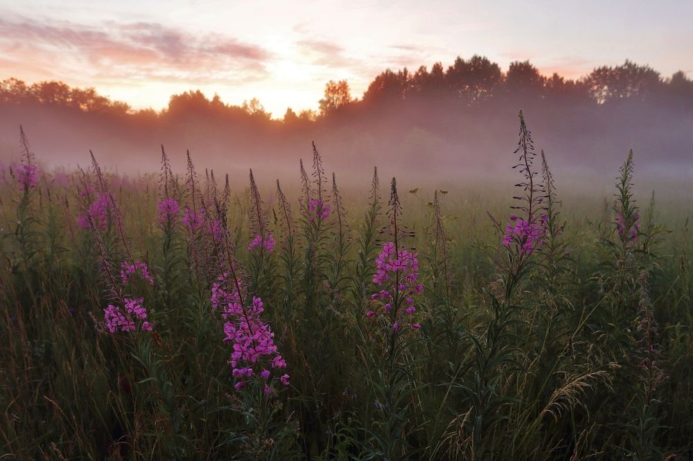 Розовый туман.