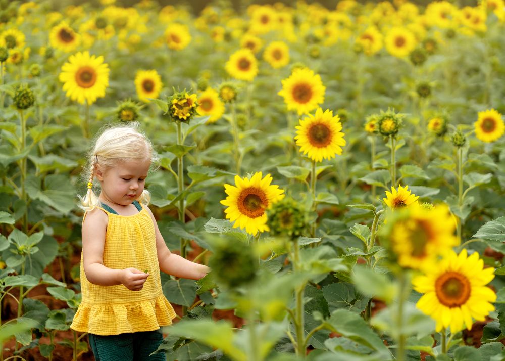 Sunflowers Подсолнухи
