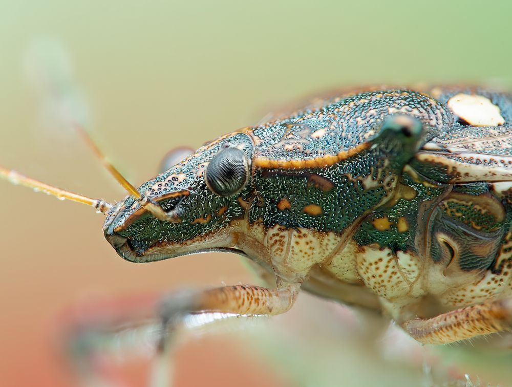Stink Bug in Close Up