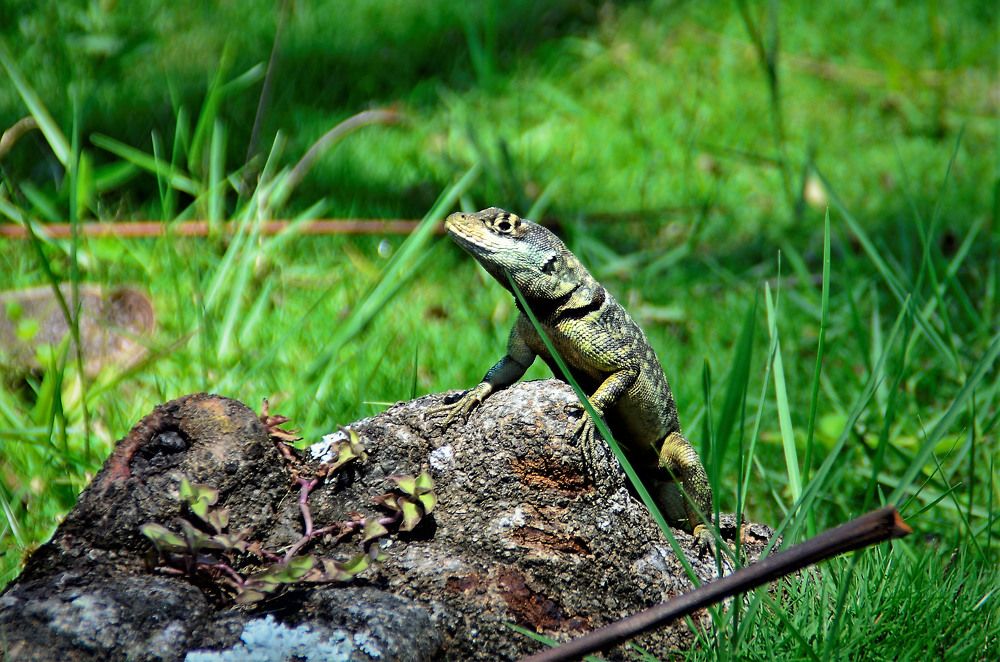 Photograph by Nancy Kunihiro