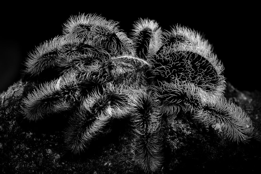 Photograph by Alain NEGRONI