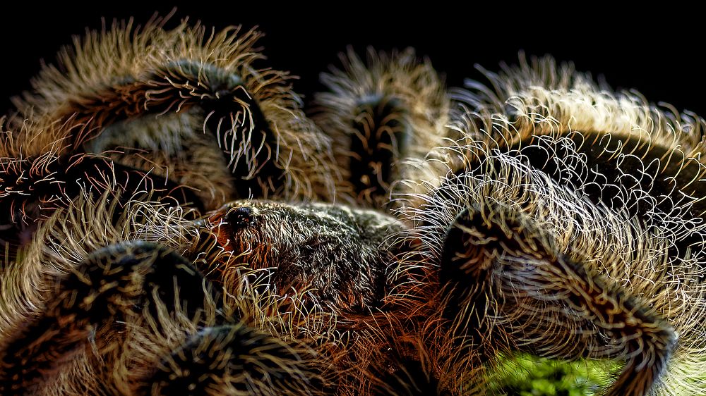 Photograph by Alain NEGRONI