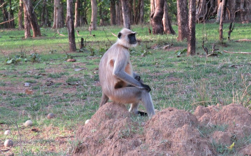 Brooding langur on an anthill