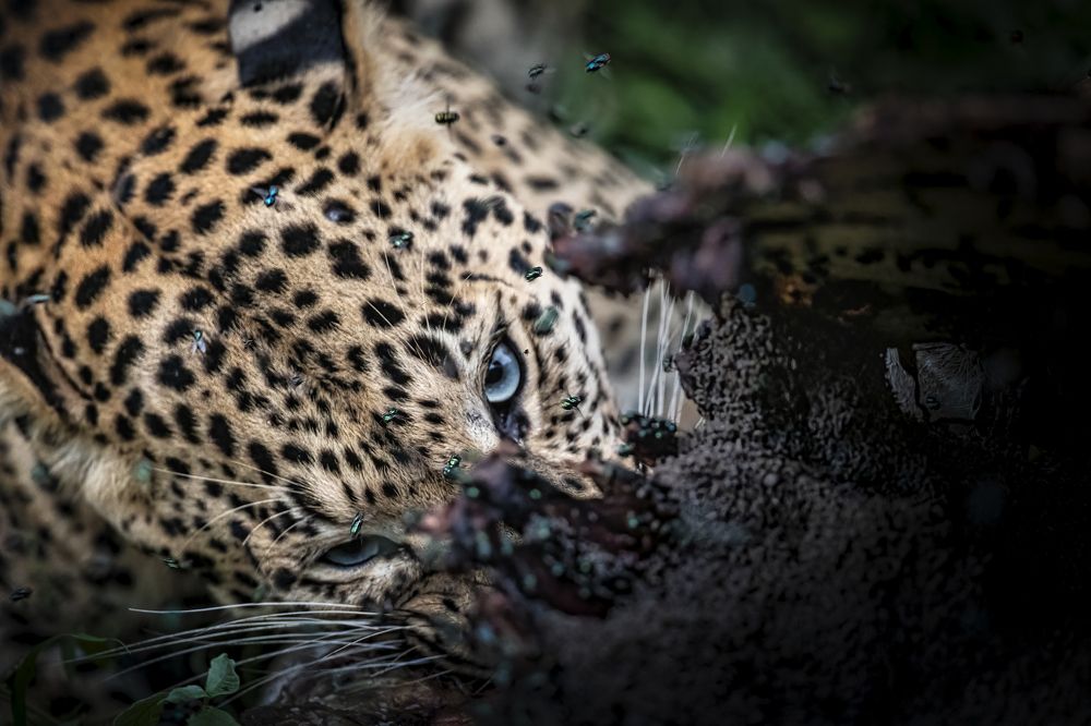 Фотография автора Ashok Behera