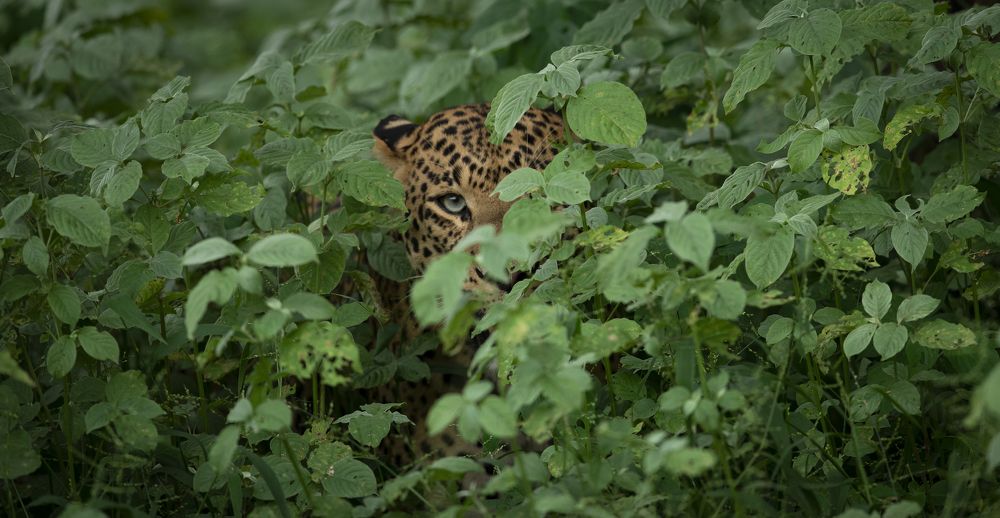 Фотография автора Ashok Behera