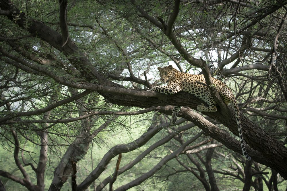 Фотография автора Ashok Behera