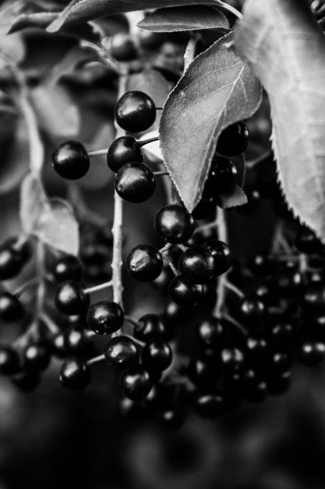 Photograph by Anna Borodina